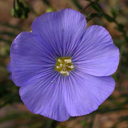 close up of a single purple flower in bloom