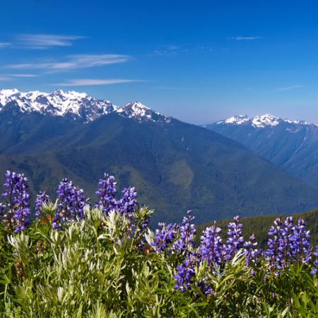 wildflowers growing with mountain in background