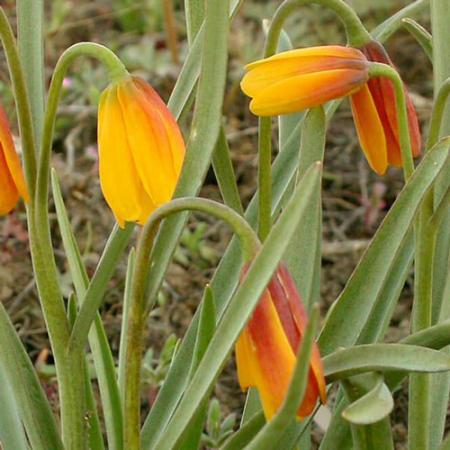 golden yellow and orange flowers growing