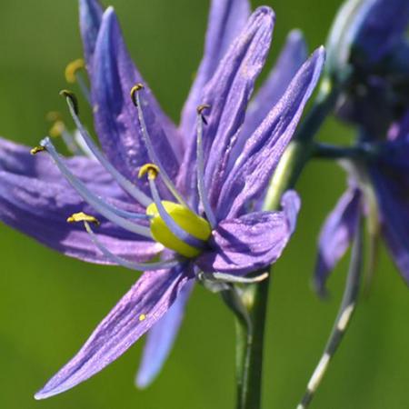 A close up view of a purple blooming camas flower
