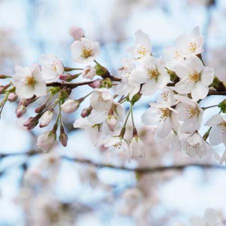 cherry blossoms blooming against a blue sky