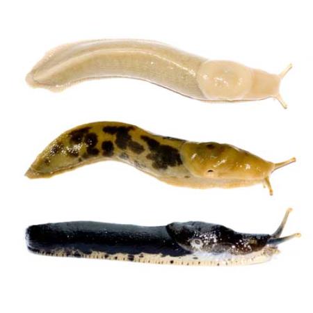 photo of three banana slugs on a white background; Pacific banana slugs (Ariolimax columbianus)