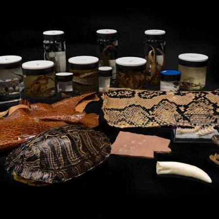 contents of the amphibians and reptiles burke box spread out on a black background