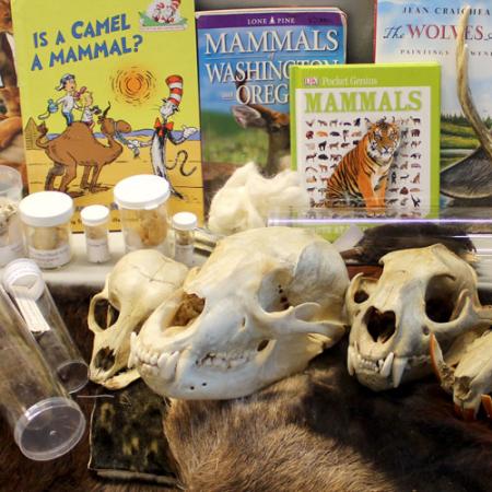 A layout of specimens, books, and educational materials from the Mammals Burke Box.