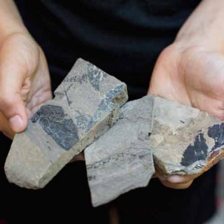 hands holding fossil plant in rock