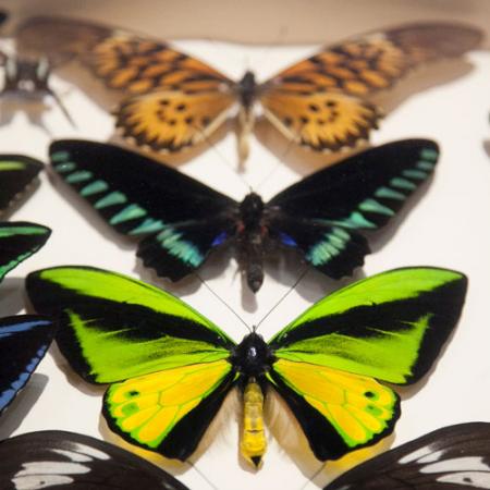 butterfly specimens