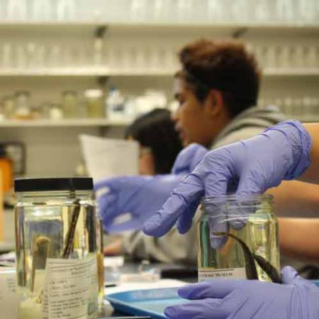 a hand with a blue glove on reaches into a jar containing a fish specimen