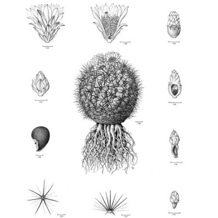 illustration by crystal shin