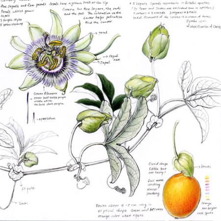 a section of a page of botanical sketches of a passion flower in color and black and white