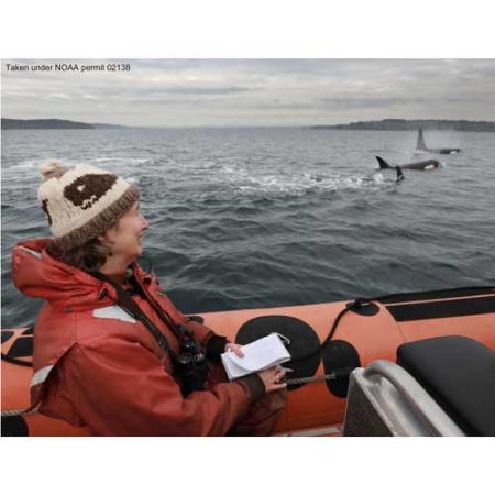 Lynda and orcas, taken under NOAA permit 21348, photo by Steve Ringman/The Seattle Times
