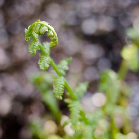 close up of a fern