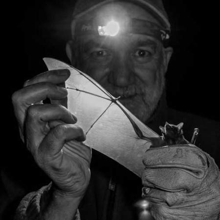 Rodrigo A. Medellin holds a bat up and light shines through its wing