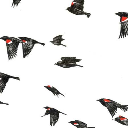 tricolored blackbirds by Sarah Kaizar