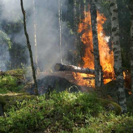 a forest with a tree enveloped in flames