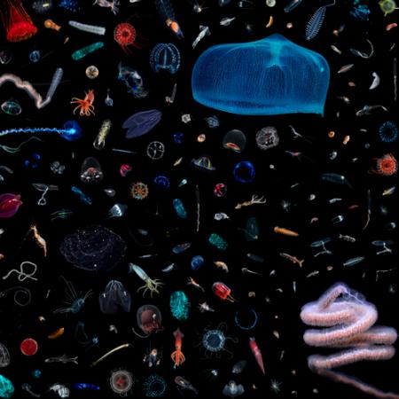 small water organisms on a black background