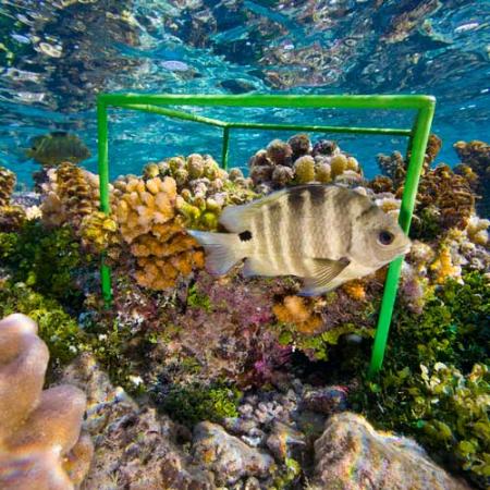 a fish swims in clear water, passing a green biocube constructed under water