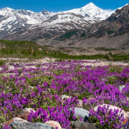 glacial morraine with vetch