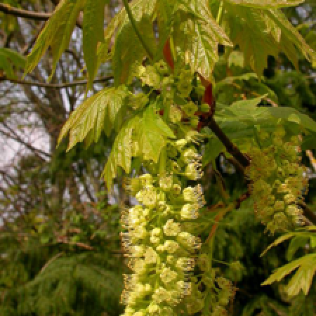 close up of a tree branch