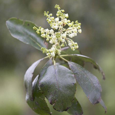 close up of a tree branch