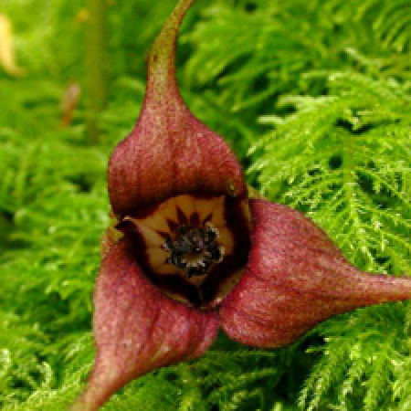 close up of a plant