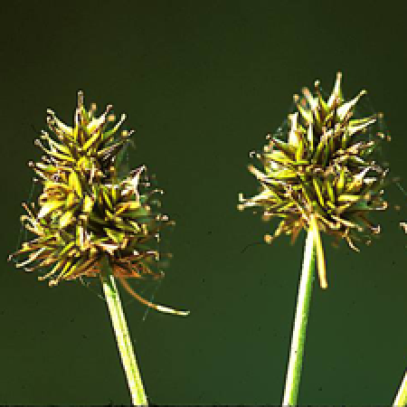 close up of a flowering plant