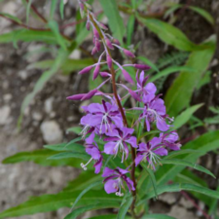 close up of a flowering plant