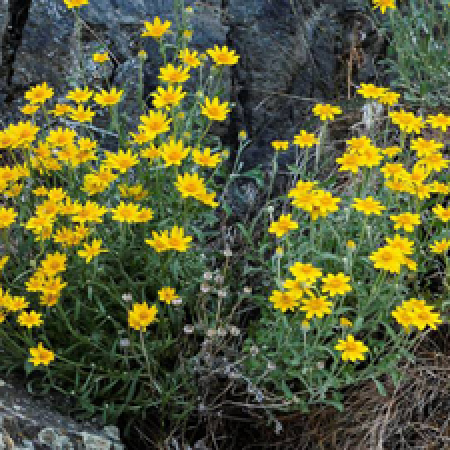 close up of a flowering plant