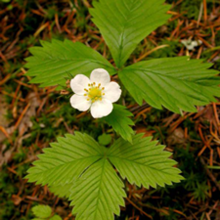 close up of a flowering plant