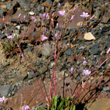 close up of a flowering plant