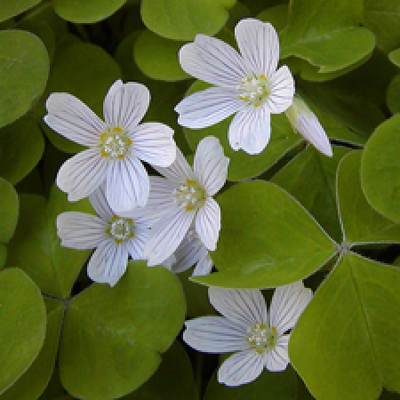 close up of a plant