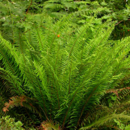 close up of a plant