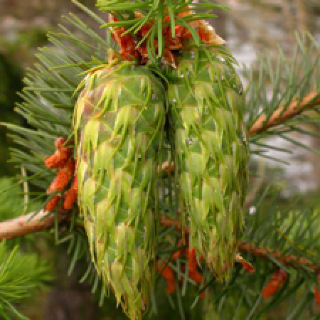 close up of a tree