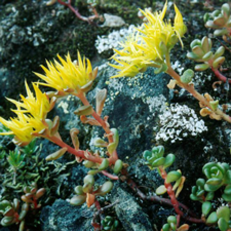 close up of a flowering plant