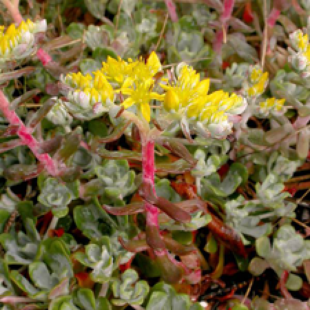 close up of a flowering plant