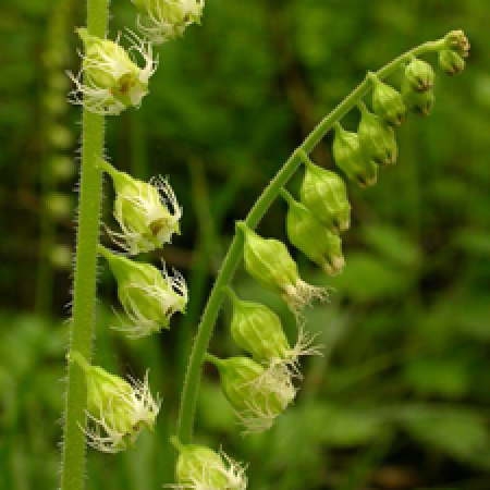 close up of a plant