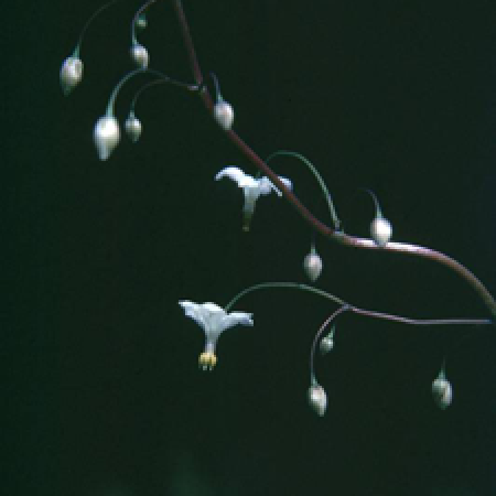 close up of a plant