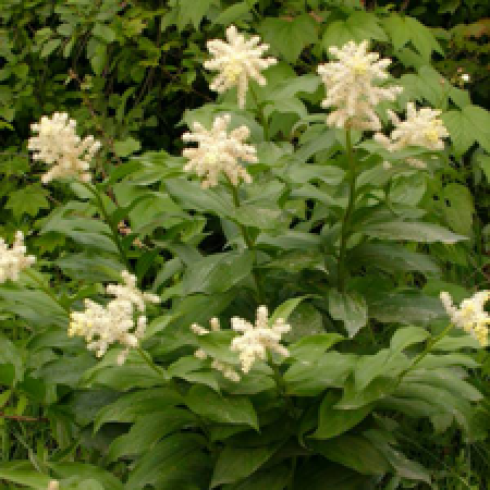 close up of a plant