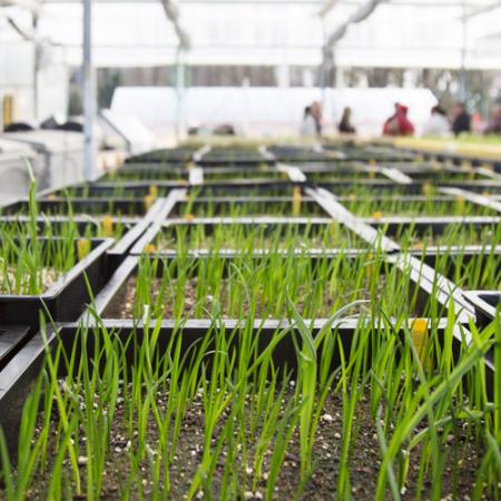 plant seedlings growing in a nursery