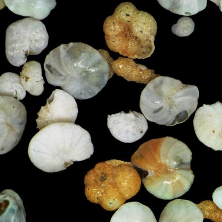 microscopic forams under microscope