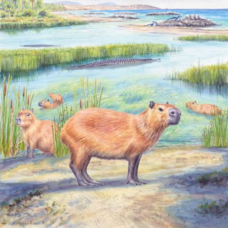 capybara illustration