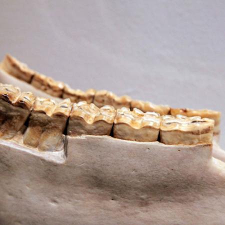 A lower jaw of a zebra showing high-crowned teeth