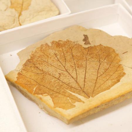 fossil leaf