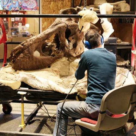 A man sits next to the T. rex skull with his back to the camera while working on the massive fossil