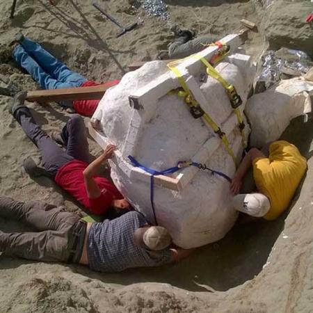 Five paleontologists and volunteers lay on the dirt trying to free the T. rex skull's massive plaster jacket