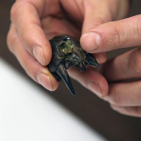 A close-up of the snout of a Didelphodon