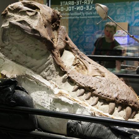 A partially-uncovered T. rex skull sits on a rack while museum visitors look on