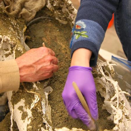 Two people in a lab brush away the dirt surrounding a mammoth tusk