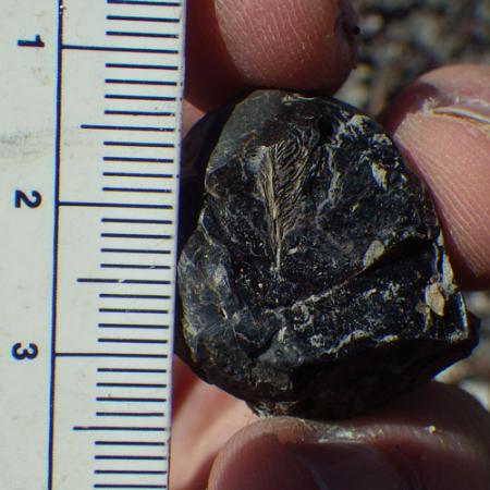 discovery image of coprolite with a fossil feather in it