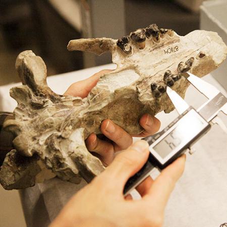 A researcher holds a large bone from a wolf-like carnivore while using a metal hand tool to measure its length