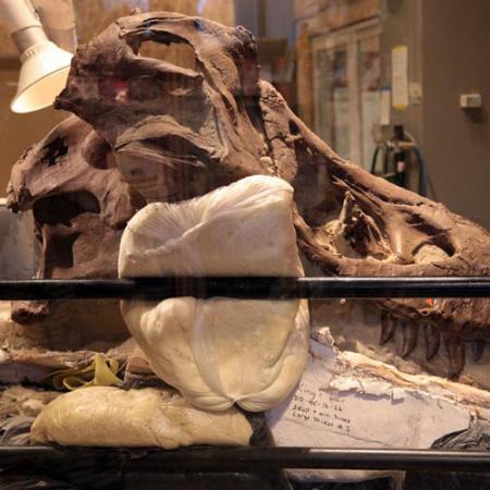 A view of a T. rex skull through a workroom window